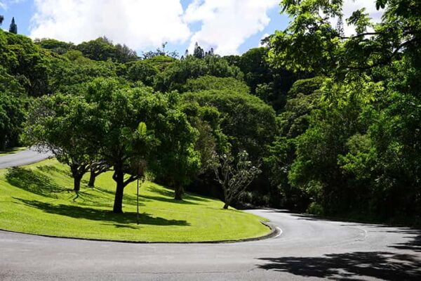 Trees in Honolulu Hawaii