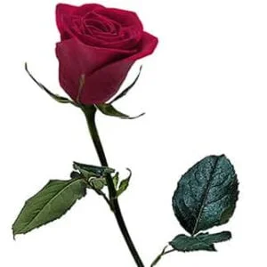 Red rose on a white background