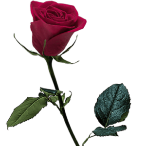 Red rose on a transparent (no) background
