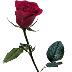 Red rose on a transparent (no) background