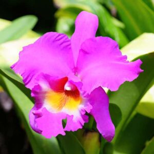 Cattleya Orchid