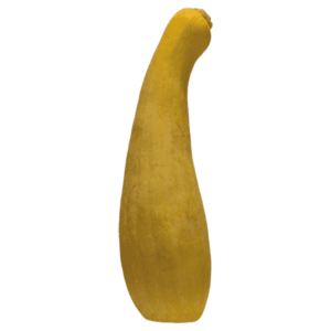 Yellow Squash on a transparent (no) background