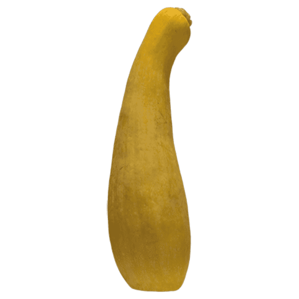 Yellow Squash on a transparent (no) background