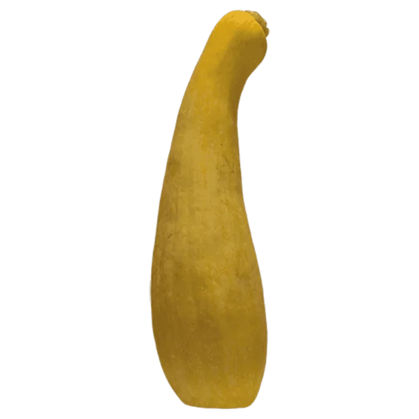 Yellow Squash on a transparent (no) background
