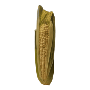 Corn on a transparent (no) background