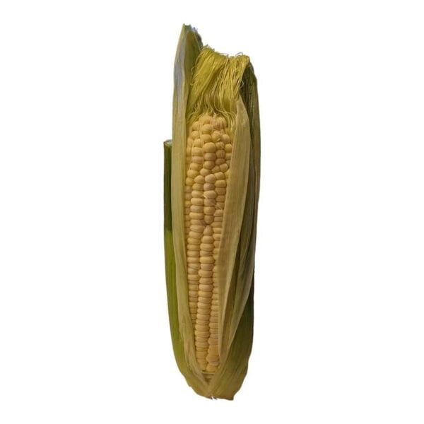 Corn on a white background