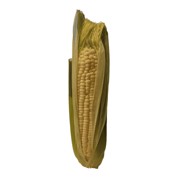 Corn on a transparent (no) background