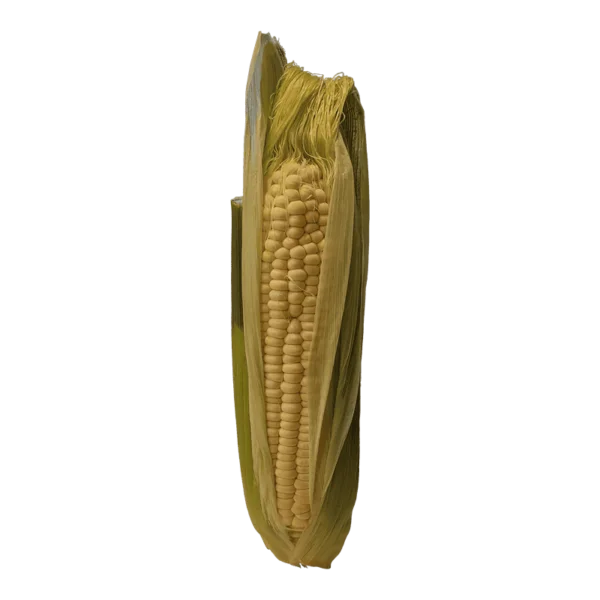 Corn on a transparent (no) background