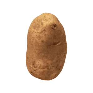 Russet Potato on a transparent (no) background