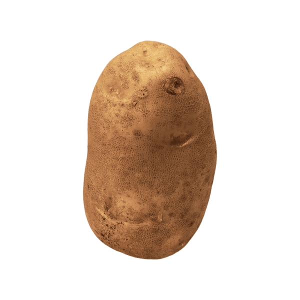 Russet Potato on a transparent (no) background