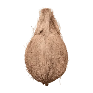 Coconut on a transparent (no) background