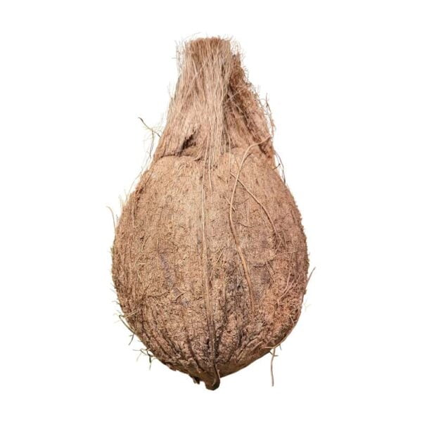 Coconut on a white background