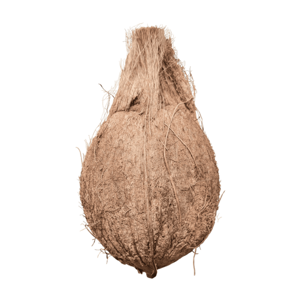 Coconut on a transparent (no) background