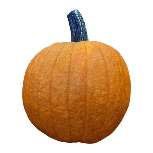 Pumpkin on a white background