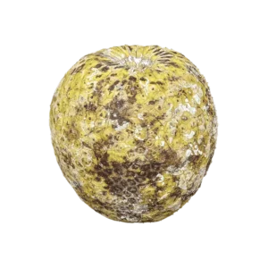 Hawaiian Breadfruit on a transparent (no) background