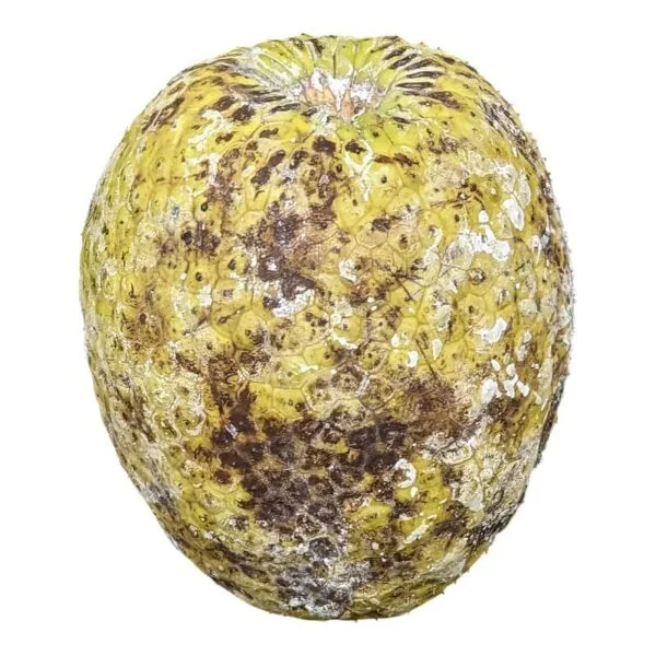 Hawaiian Breadfruit on a white background
