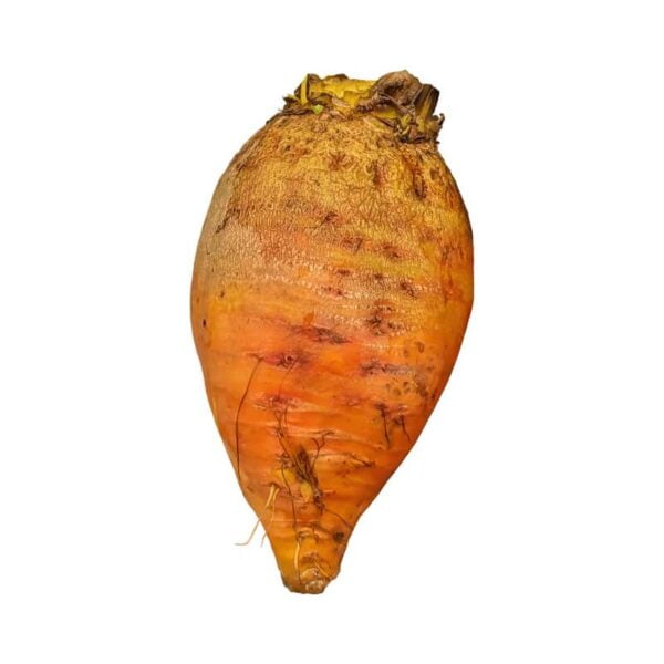 Golden Beet on a white background