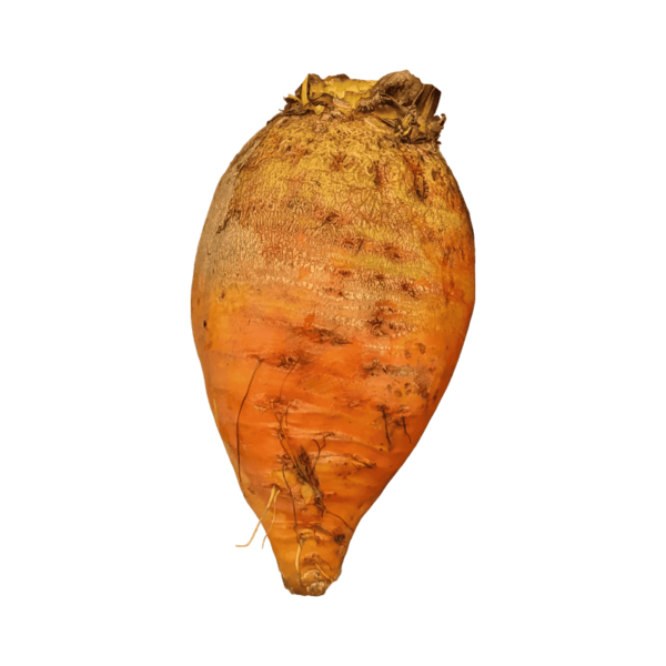 Golden Beet on a transparent (no) background