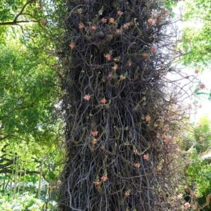 Cannonball tree