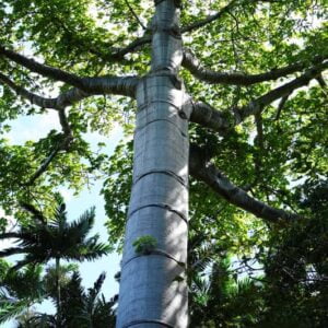 Quipo tree