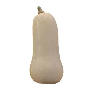 Butternut Squash on a white background