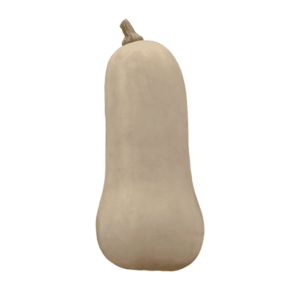 Butternut Squash on a transparent (no) background
