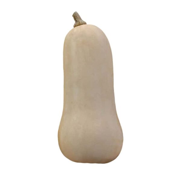 Butternut Squash on a white background