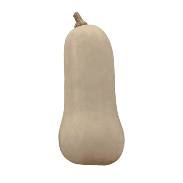 Butternut Squash on a transparent (no) background