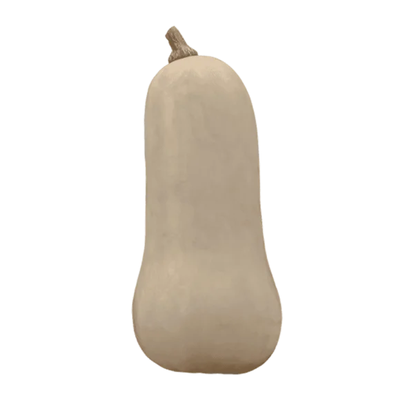 Butternut Squash on a transparent (no) background