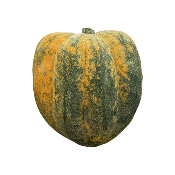 Acorn Squash on a transparent (no) background