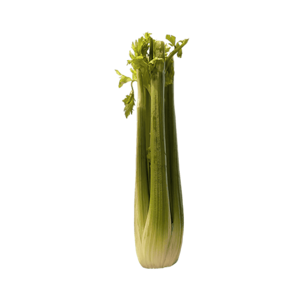 Celery on a transparent (no) background