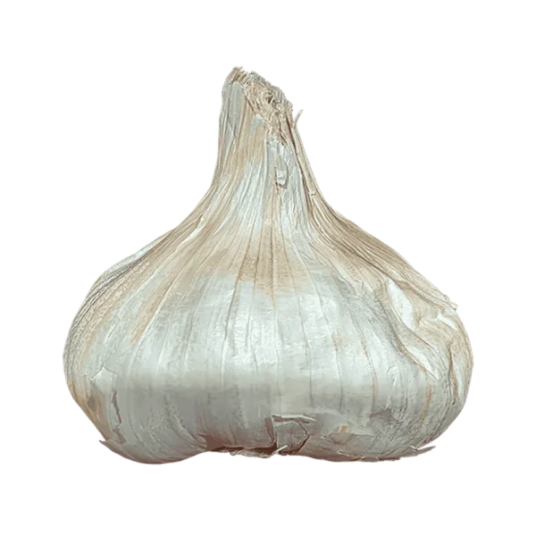 Garlic on a transparent (no) background