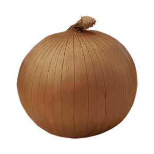 Onion on a transparent (no) background