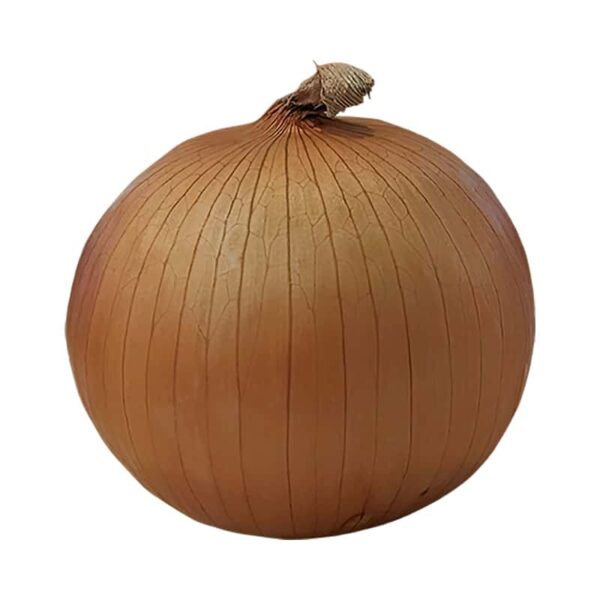 Onion on a white background