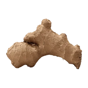 Ginger Root on a transparent (no) background