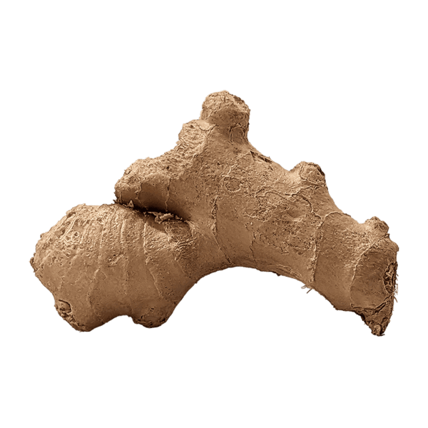 Ginger Root on a transparent (no) background