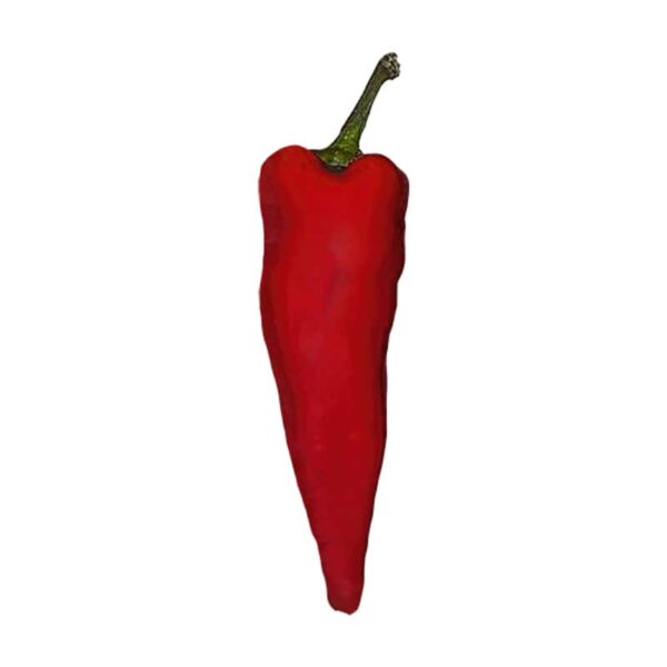 Red Chile Pepper on a white background