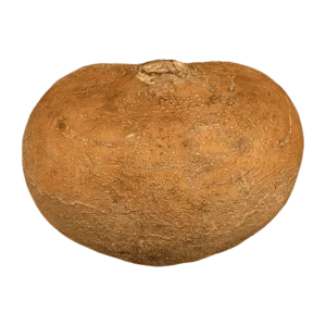 Jicama vegetable on a transparent (no) background