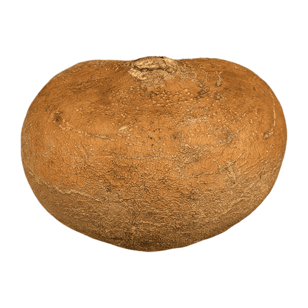 Jicama vegetable on a transparent (no) background