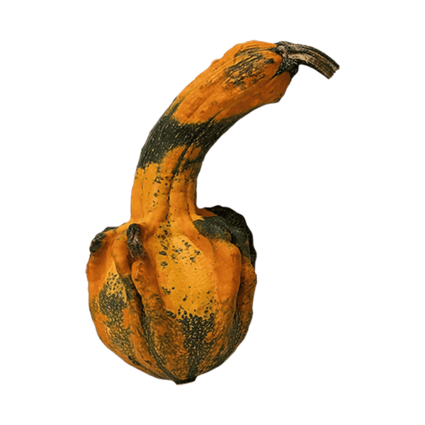 Funny Gourd on a transparent (no) background