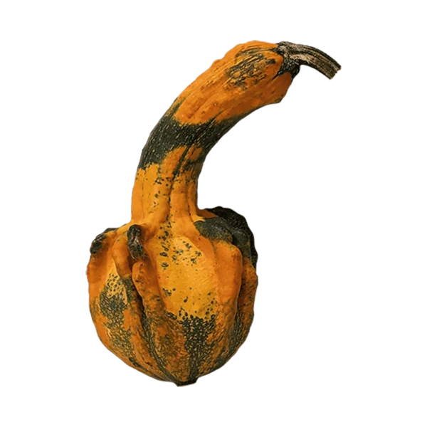 Funny Gourd on a transparent (no) background