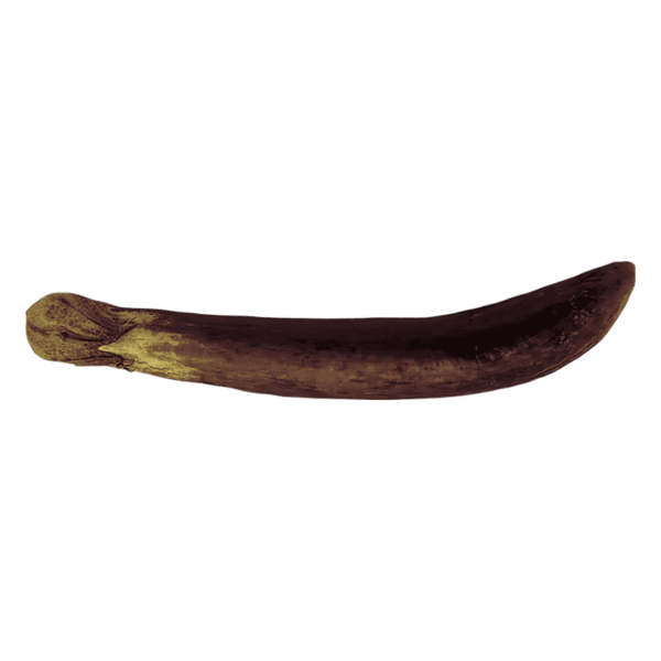 Eggplant on a transparent (no) background