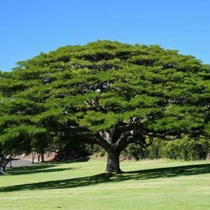 Tree 43