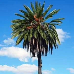 Tree 45