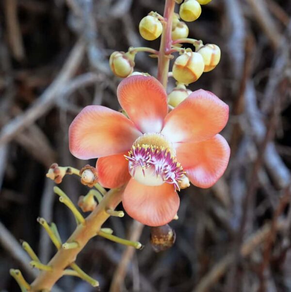 Cannonball Tree Flower