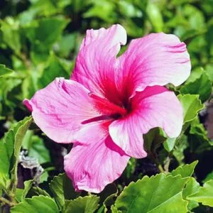 Pink Hibiscus flower