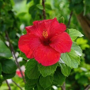 Red Hibiscus Flower