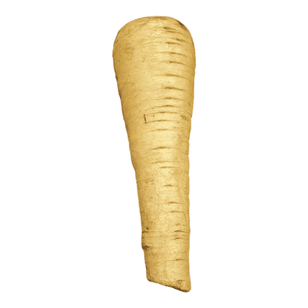 Parsnip on a transparent (no) background