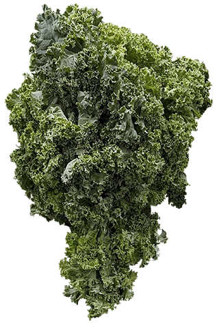 Kale on a transparent (no) background