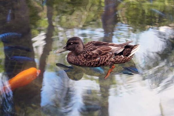 Duck and Fish Pond